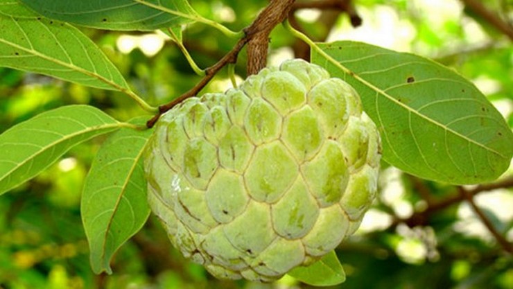 Custard apple