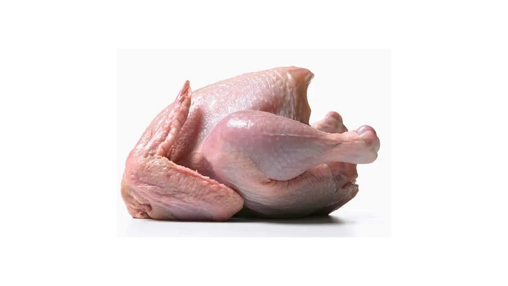 Broiler Chicken