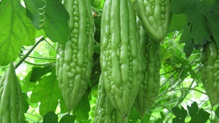 Bitter gourd Leaf Juice