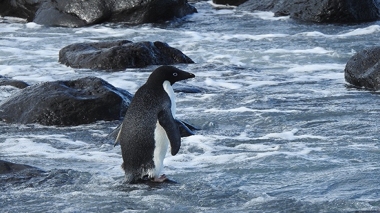 அண்டார்டிகா பென்குயின் 3,000 கிலோமீட்டர் பயணித்து வந்தது ஏன்?
