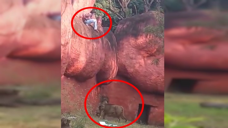 சிங்கத்தை சீண்டி பார்த்த இளைஞர்; ஐதராபாத்தில் பரபரப்பு! – வைரலான வீடியோ!