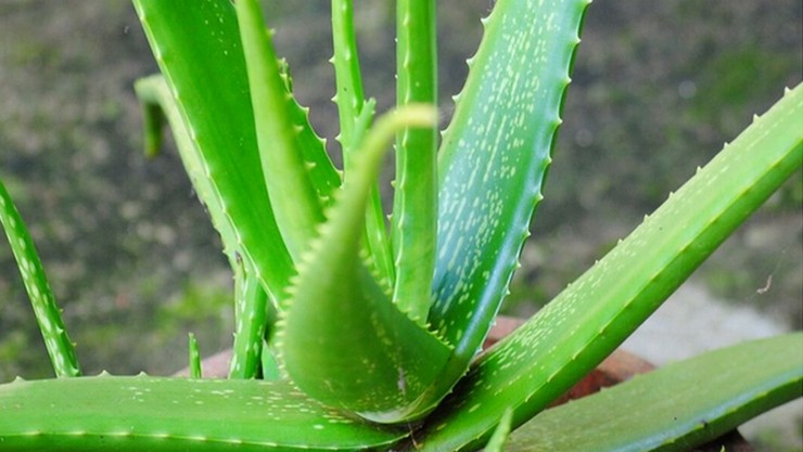 Aloe Vera