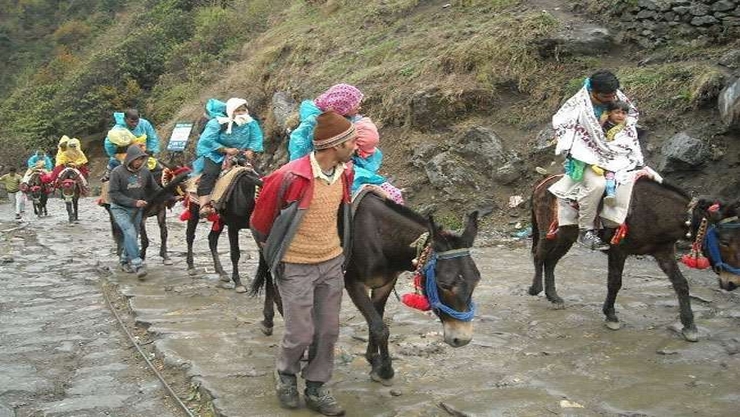 Kedarnath Donkeys