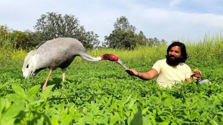 Stork