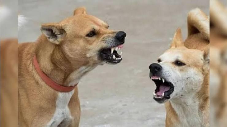 இரண்டரை வயது குழந்தையை  கடித்துக் குதறிய நாய்..!! கன்னத்தில் பிளாஸ்டிக் சர்ஜரி..!!