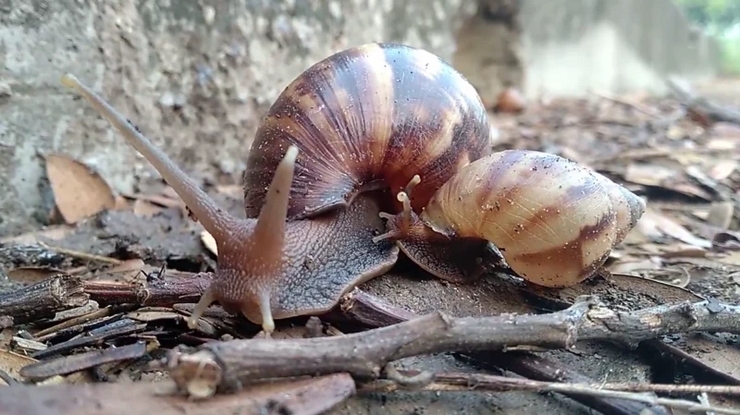 African Snails
