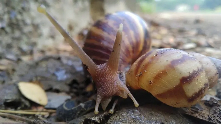 African Snails