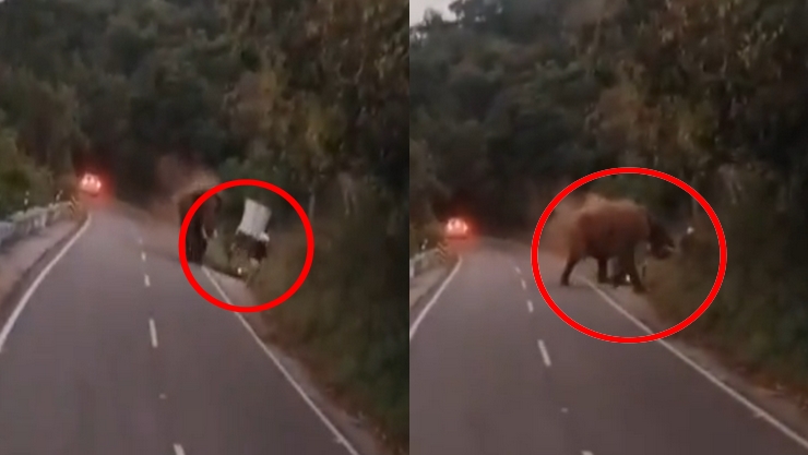 Valparai elephant attack
