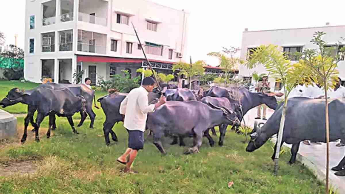 வந்தேண்டா பால்காரன்..! மாட்டுத்தொழுவத்தை இடித்த எம்.எல்.ஏ.. அண்ணாமலை ரஜினி ஸ்டைலில் சம்பவம்!