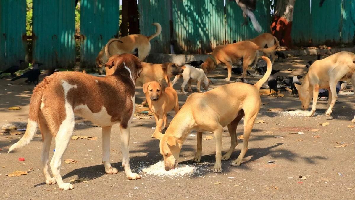 தெருநாய்களை காப்பகங்களில் அடைக்க தடை! - உச்சநீதிமன்றம் உத்தரவு!