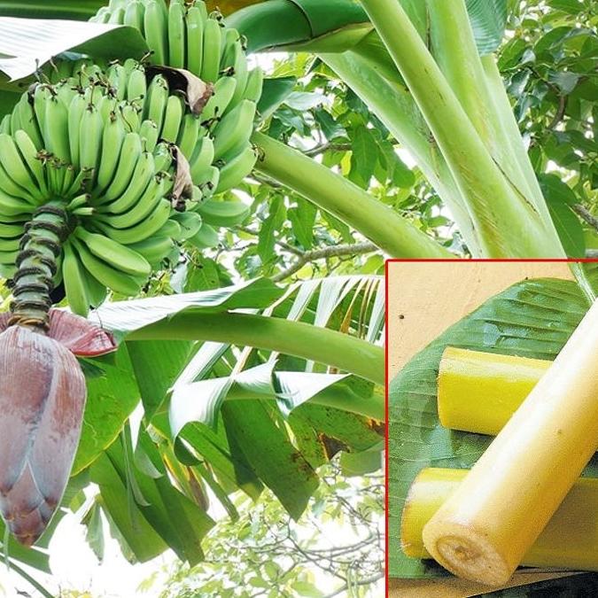 வாழைத்தண்டு உணவில் சேர்ப்பதால் ஏற்படும் அற்புதமான நன்மைகள்..!