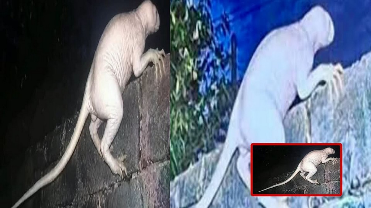 மிருகமா? ஏலியனா?!.. விலங்குகளை வேட்டையாடும் வினோத ...
