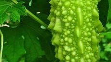 కాకరకాయ రేచీకటికి, ఉబ్బసానికి సరైన ఔషధం...! - bitter gourd health