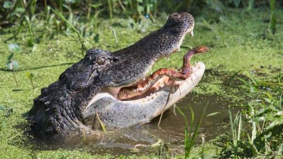 వామ్మో.. మొసలి నోట్లో పాము.. ఫోటోలు వైరల్ (video) - Snake Fights Back To Escape Crocodile Jaws ...