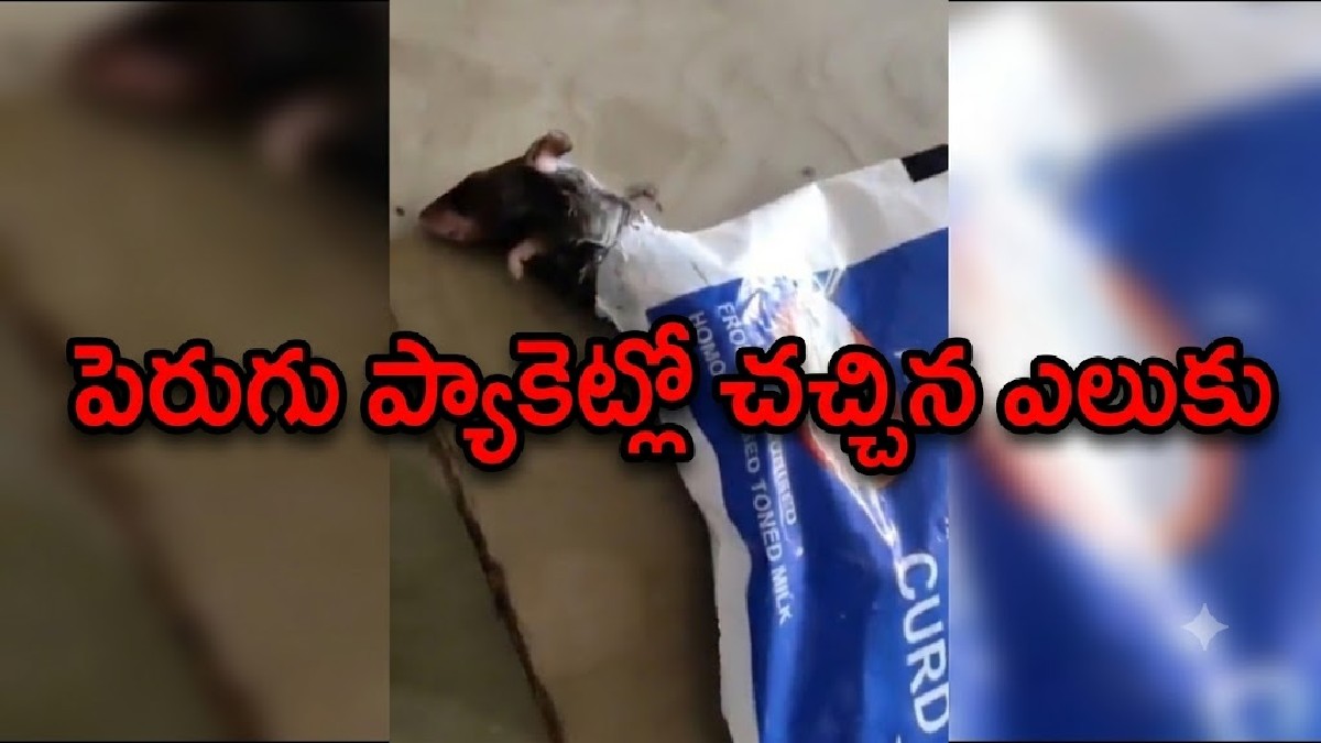 సంగం పెరుగు ప్యాకెట్లో చచ్చిన ఎలుక, షాక్ తిన్న ...