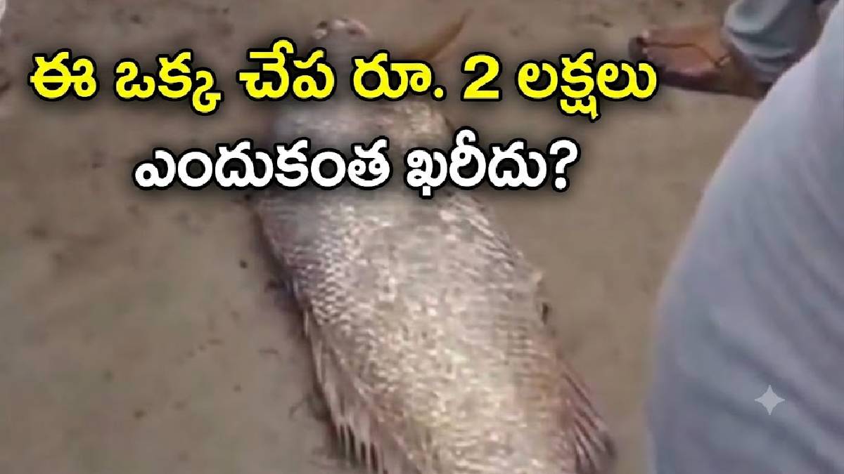 పాలకొల్లు మత్య్సకారుడి వలలో రూ 2 లక్షల చేప,
