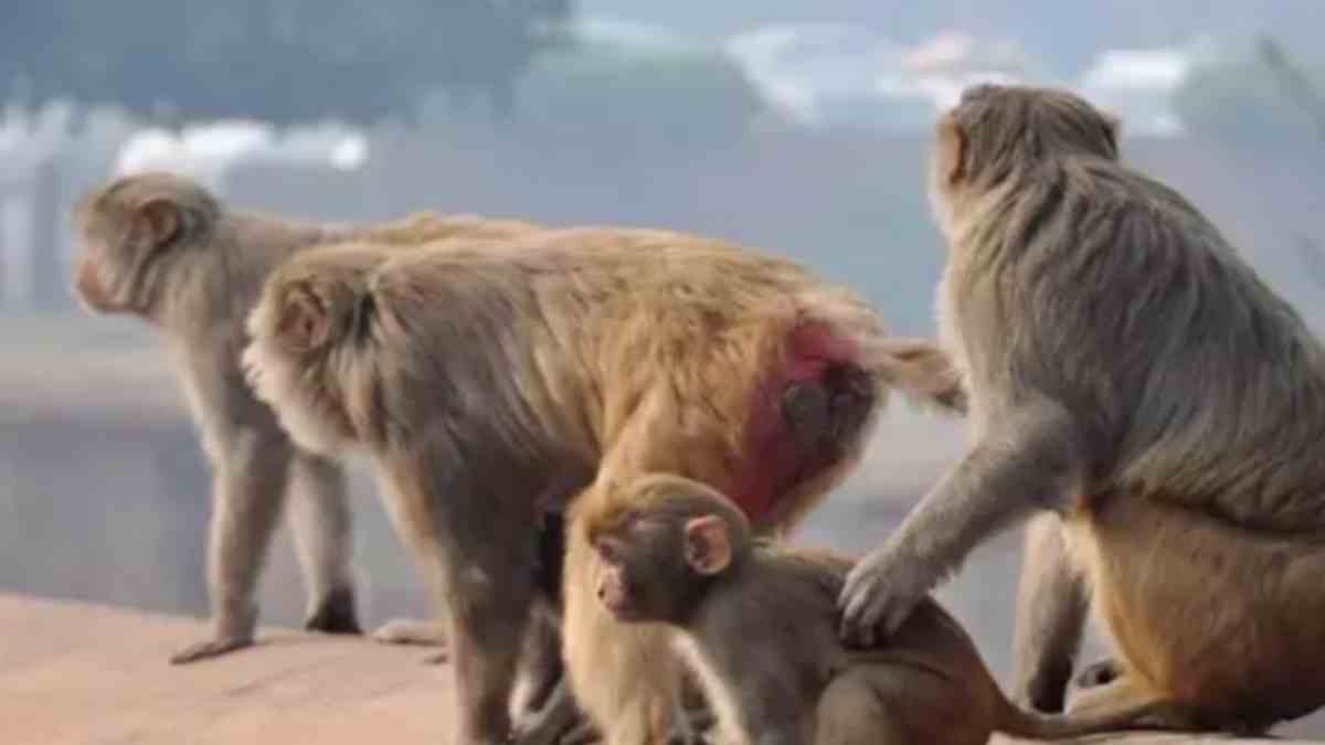 కొత్తగా పెళ్లైంది.. కొండపైనున్న ఆలయానికి ...