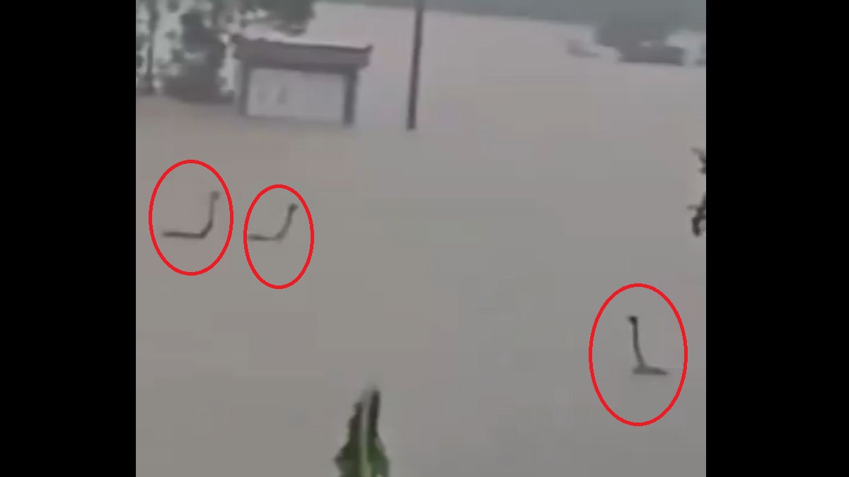 చైనా వరదల్లో కొట్టుకుపోతున్న కోబ్రాలు, అవి బాతులు ...