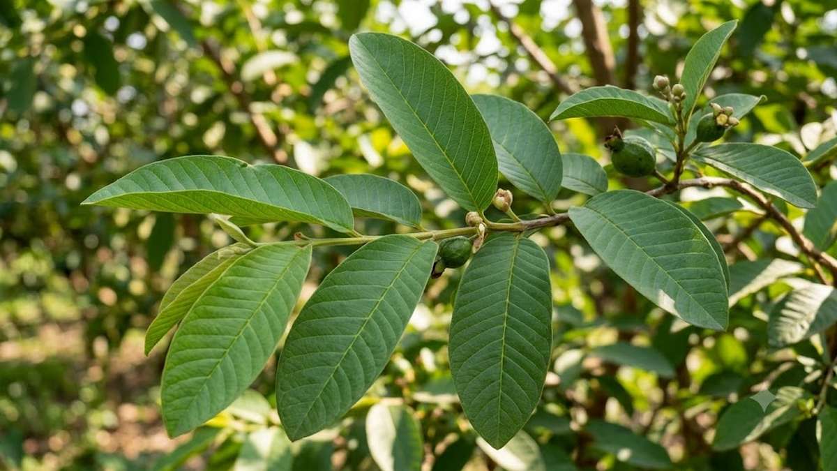 జామ ఆకులు, జామ బెరడుతో ఆరోగ్య ప్రయోజనాలు