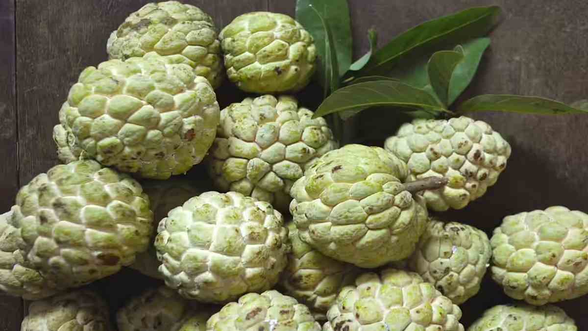Custard apples సీతాఫలాలు వచ్చాయి, తినేవారు ...