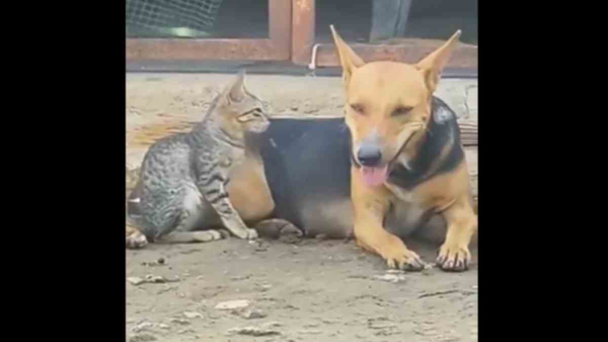 పిల్లి పిల్లకు పాలిచ్చిన శునకం.. ఎక్కడ? (video)
