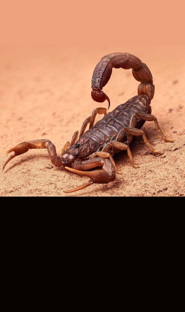 OOUCH! Man stung by scorpion in testicles while sleeping at Las Vegas hotel