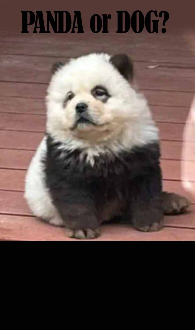 Now, China zoo paints dogs to look like pandas