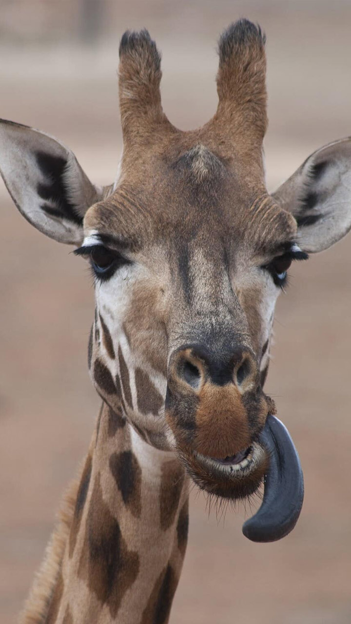 Do you know why giraffe’s tongue is black?