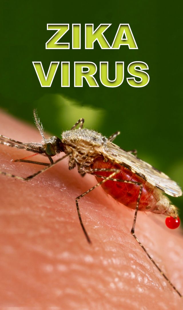 Zika virus: All you need to know