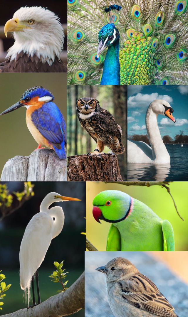 10 sacred birds of Hindu religion