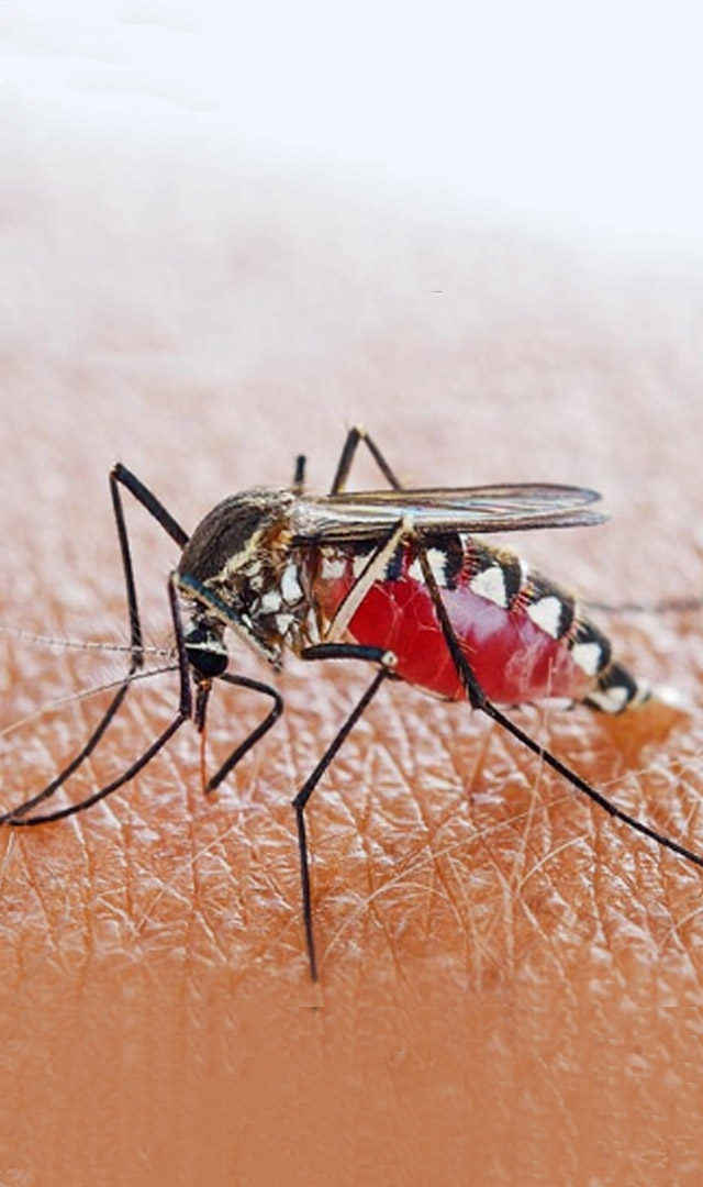 Malaria - Symptoms and Prevention
