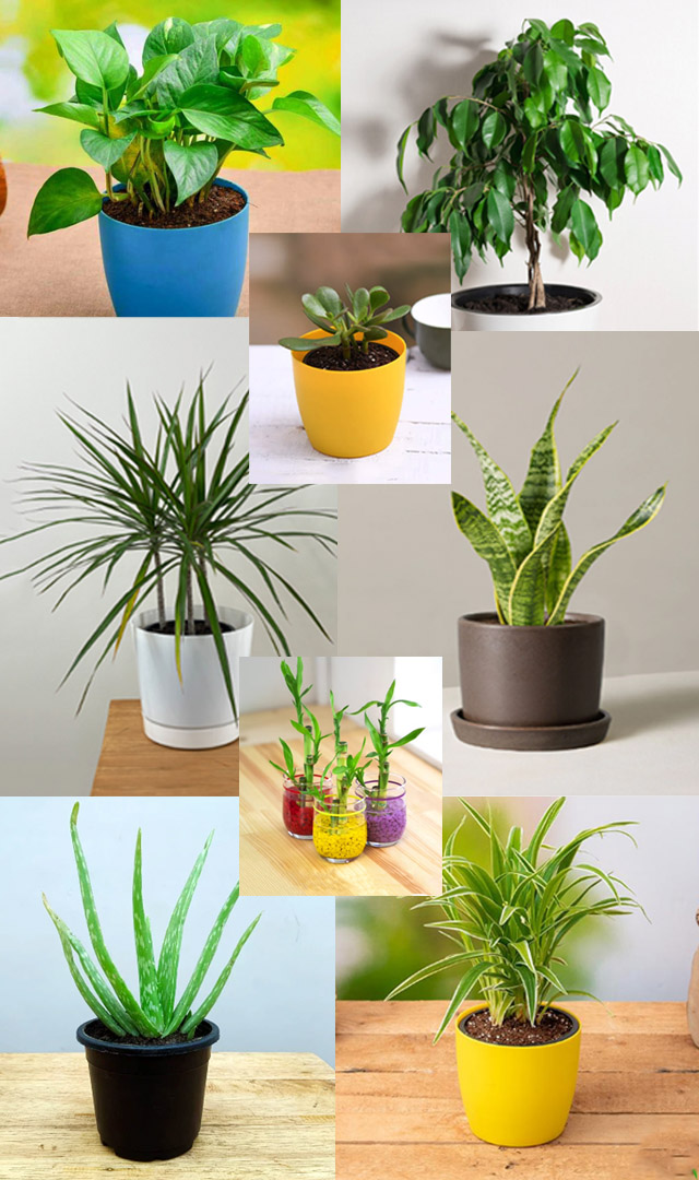 Top 10 highest oxygen-producing indoor plants