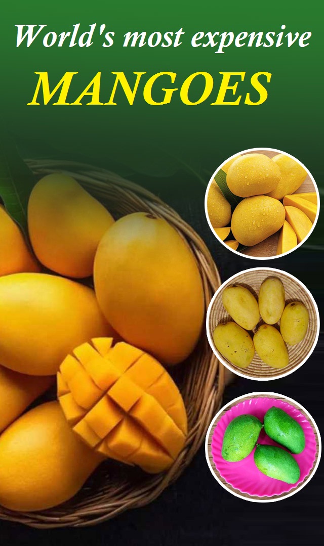 5 Most expensive mangoes in the world