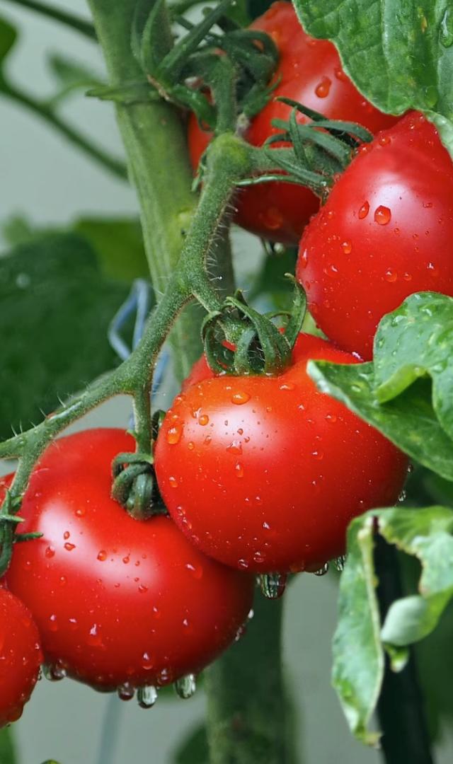 Do you know tomatoes were once considered poisonous?