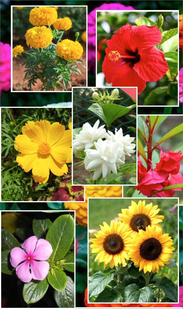 8 Beautiful Rainy Season Flowers You Can Grow This Monsoon