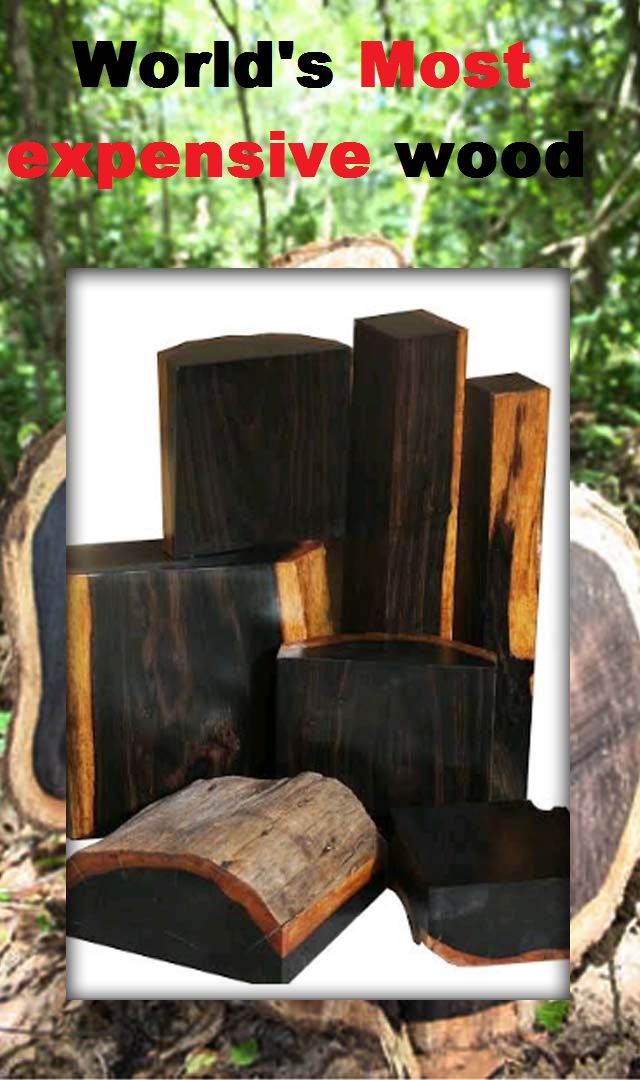 Not sandalwood, THIS is world's most expensive wood, worth 10 tola gold