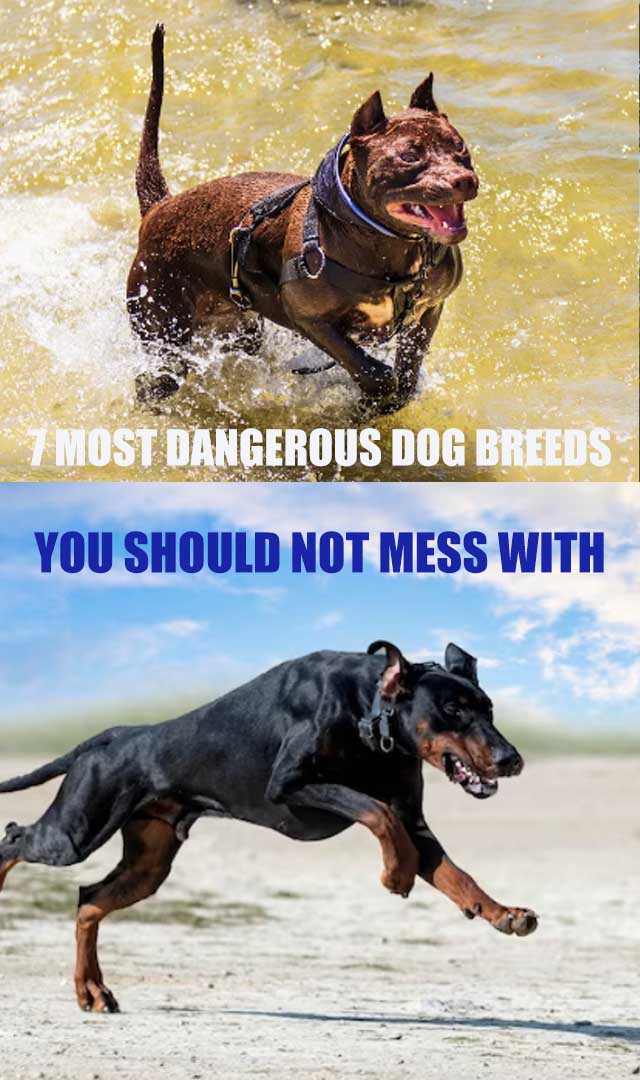 7 Most Dangerous Dog Breeds You Should Not Mess With