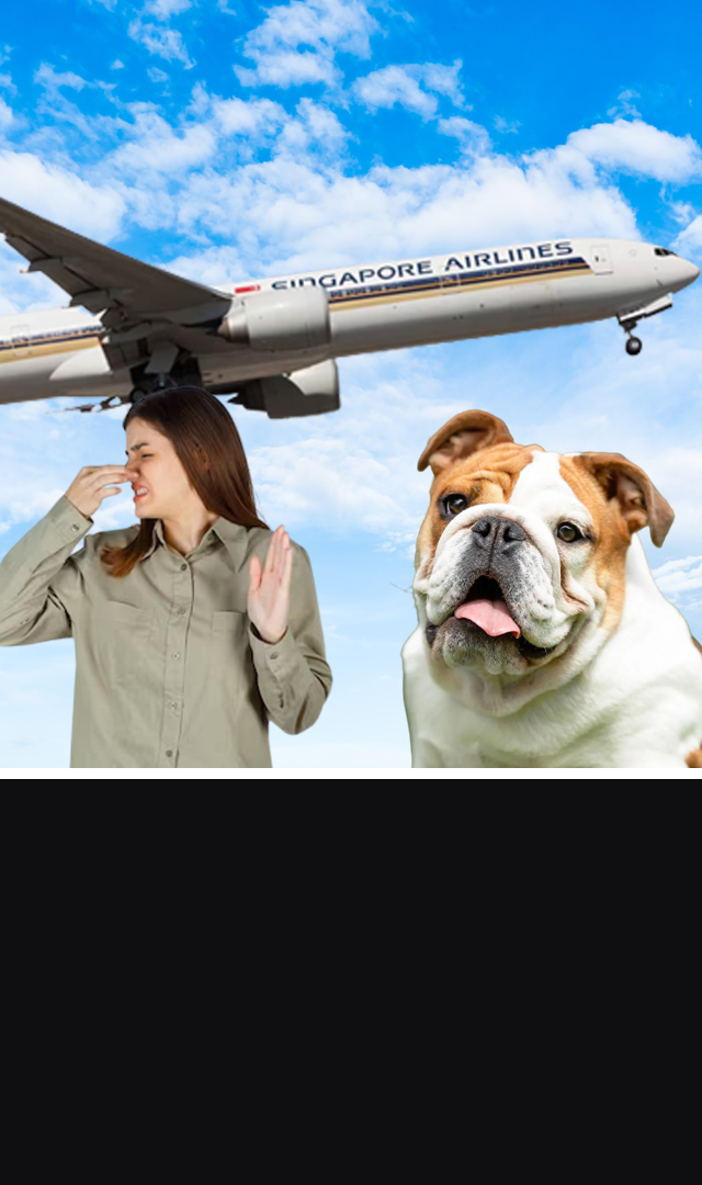 Singapore Airlines passengers demand refund after farting dog ruins their flight