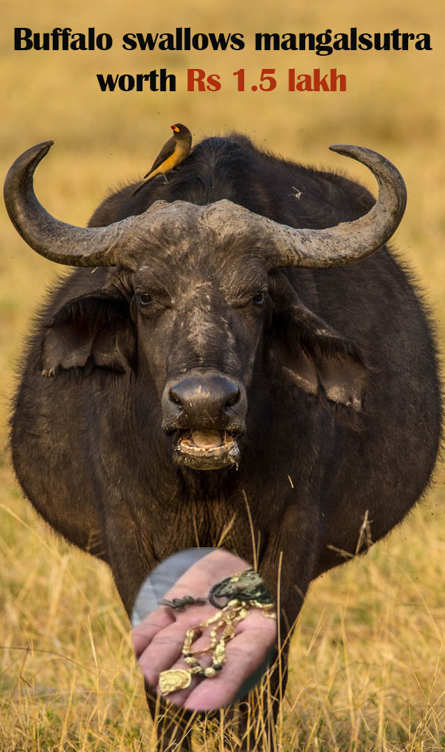 Buffalo swallows mangalsutra worth Rs 1.5 lakh, retrieved after 2.30 hrs surgery
