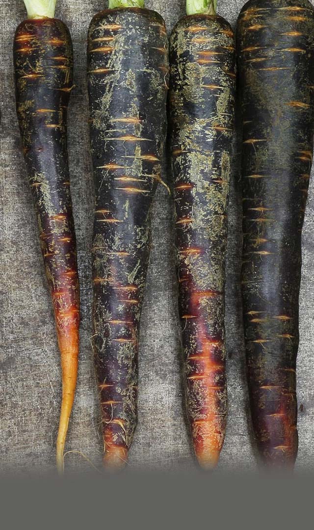 7 Reasons you must add black carrots to the diet this winter