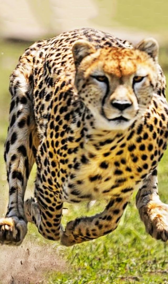 What makes Cheetahs so fast?