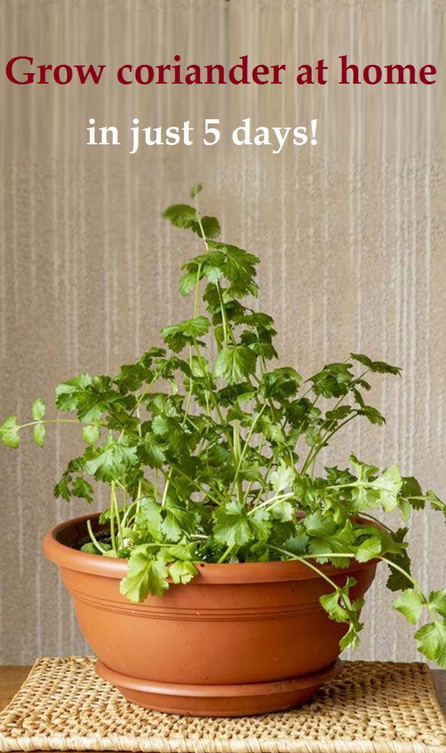 Grow coriander at home in just 5 days!