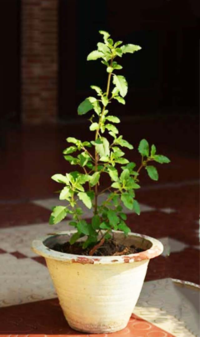 સુકાય ગયો છે તુલસીનો છોડ તો તરત જ કરો આ કામ, નહી તો થઈ જશો કંગાલ 