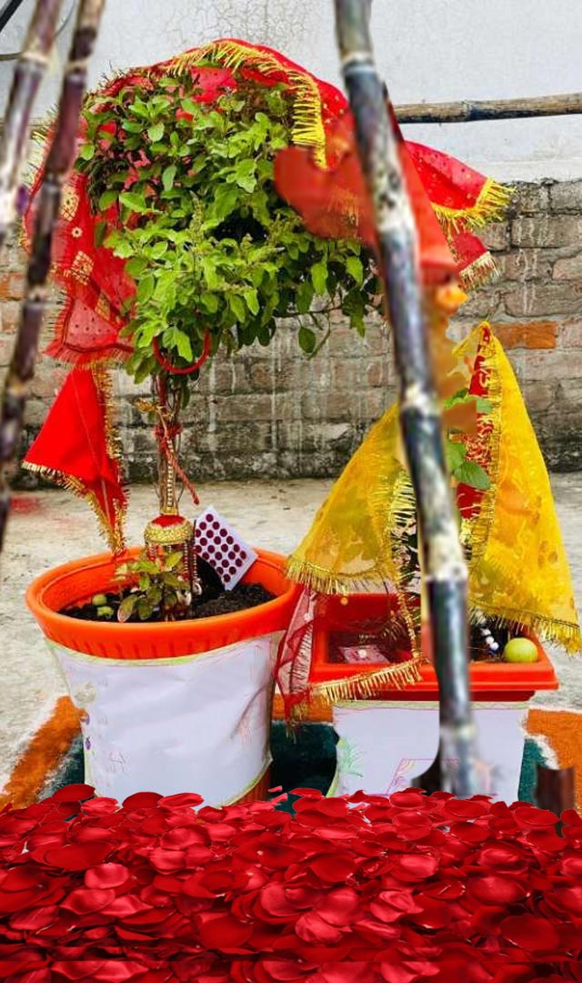 Dev Uthani Ekadashi પર તુલસીજીને અર્પિત કરો આ એક વસ્તુ, પૈસાથી છલકાય જશે તિજોરી 