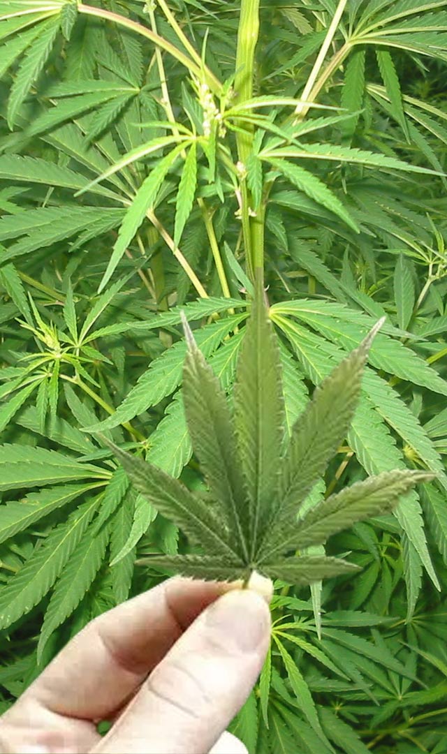 ભાંગના પાન કોઈ દવાથી ઓછા નથી! જાણો 4 ફાયદા