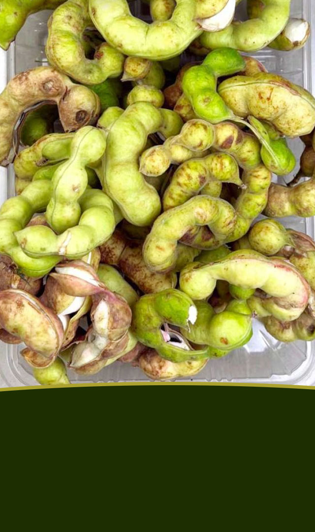  શું તમે ક્યારેય ગોરસ આમલી ખાધી છે? ફાયદા જાણીને તમને આશ્ચર્ય થશે