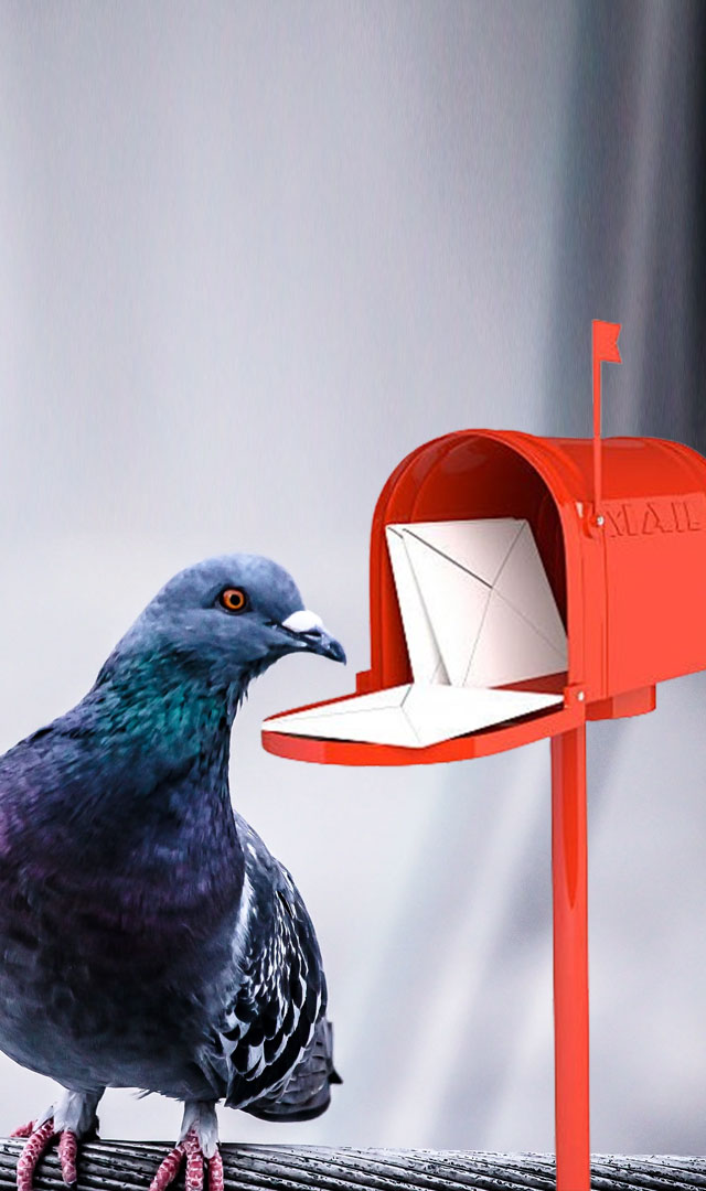 સાવધાન,  પત્ર નહીં કબૂતર લાવી રહ્યું છે ઘરમાં આ ગંભીર રોગ 