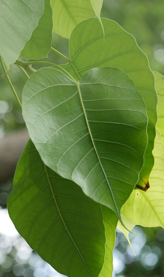 પીપળના પાન આ રોગ માટે ફાયદાકારક છે