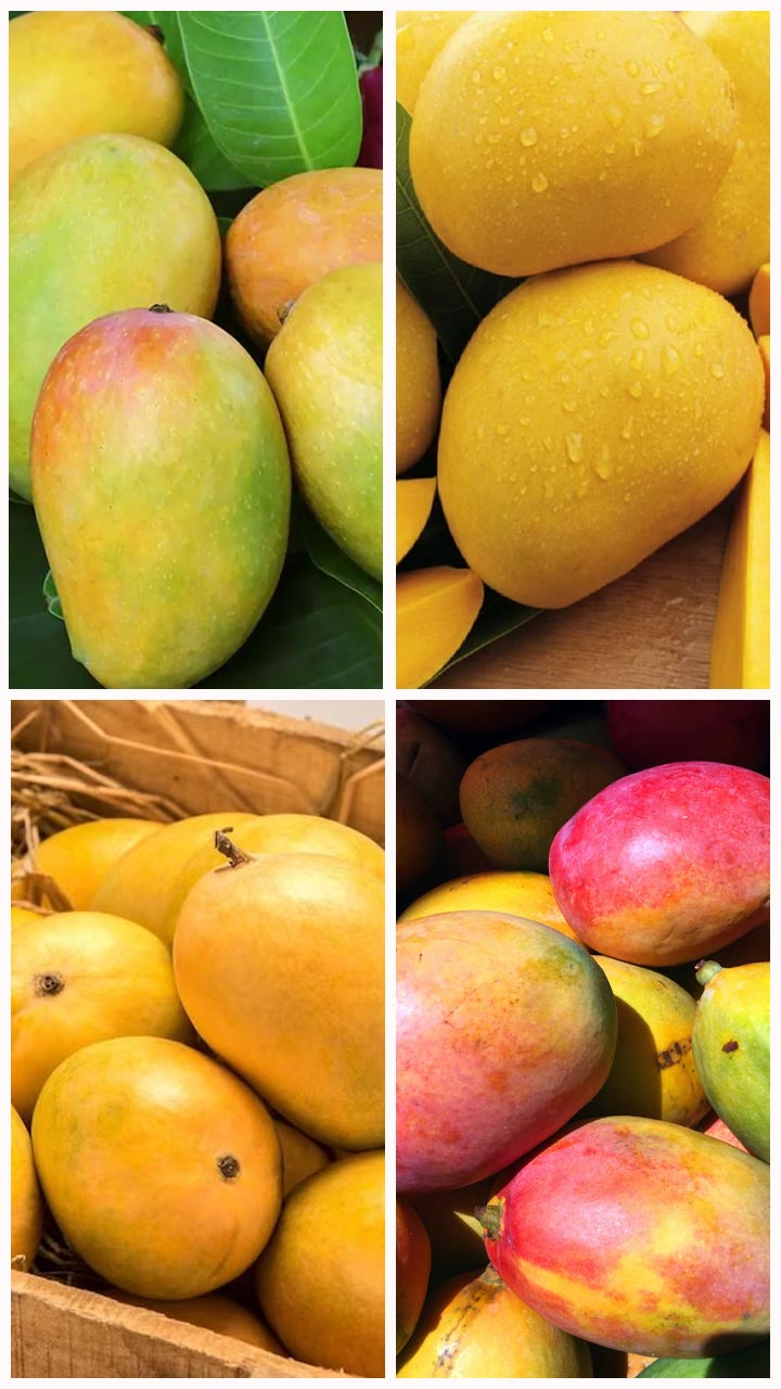  દેશના ટોચના 5 રાજ્યો જ્યાં કેરીની સૌથી વધુ ખેતી થાય છે