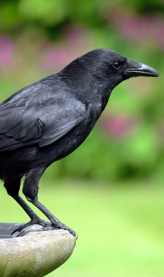 Crow In Shraddh - કેમ માને છે કાગડાને પિત્તર, જાણો રહસ્ય 